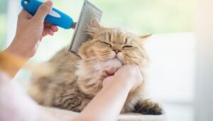 Grooming Hewan Anjing Kucing