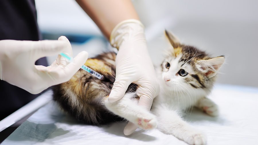Vaksinasi Hewan Kucing Anjing