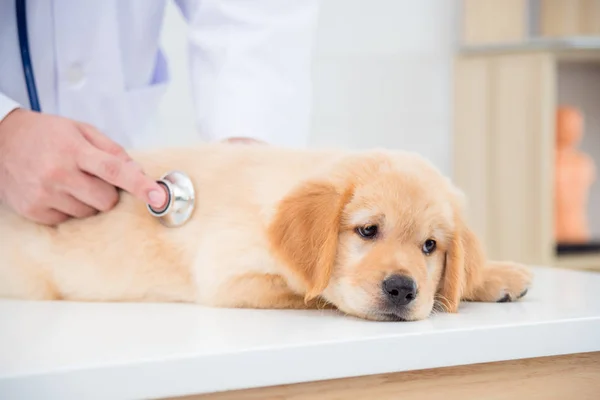 Medical Check Up Hewan Anjing Kucing